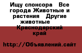 Ищу спонсора - Все города Животные и растения » Другие животные   . Краснодарский край